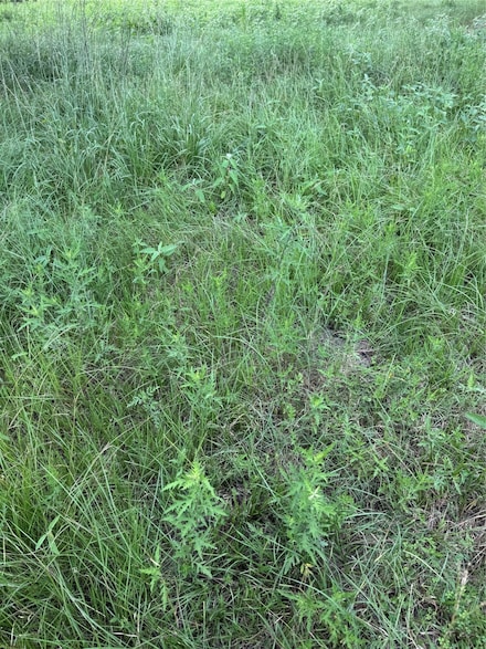 000 Herring at Cr 144 Rd, Alvin, TX 77511