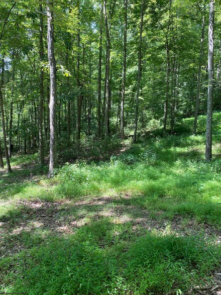 LOT 5 Toms Run Rd, Roanoke, WV 26447
