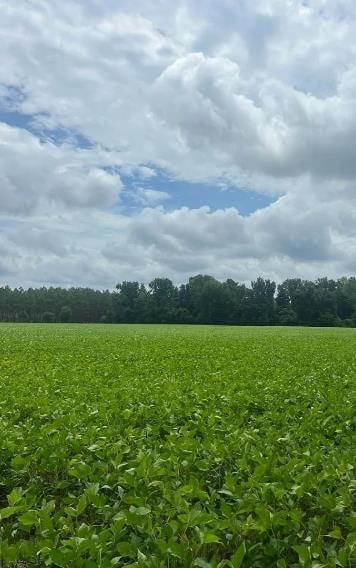 TBD Pudding Swamp Rd, Turbeville, SC 29162
