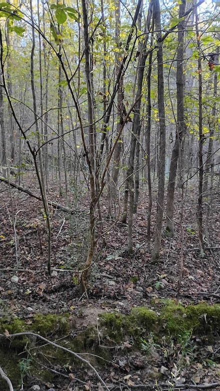 Lot 12 Deerwood Run, Big Sandy, TN 38221