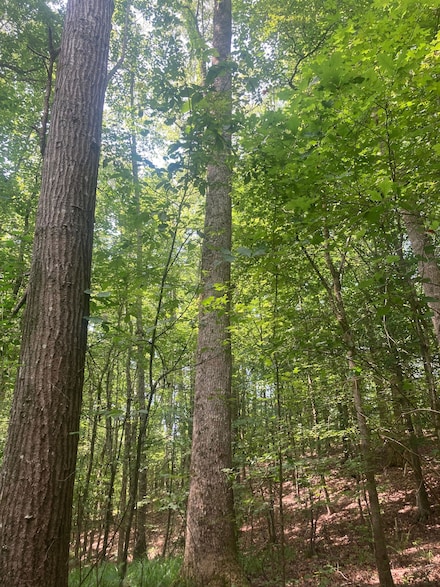 Fire Tower Ln, Hornsby, TN 38008