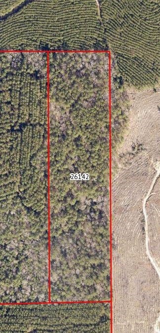Hall Survey, Colmesneil, TX 75938