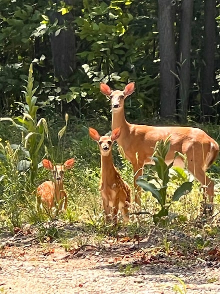 3037 Deer Trail, Charlton Township, MI 49735