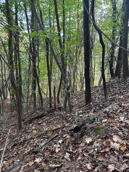 000 Lone Mountain Rd, Graysville, TN 37338