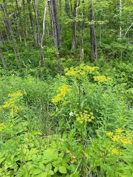 0 Route 30 Unit 5048856, Jamaica, VT 05343