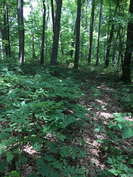 na Parkstown Rd, Wilder, TN 38589