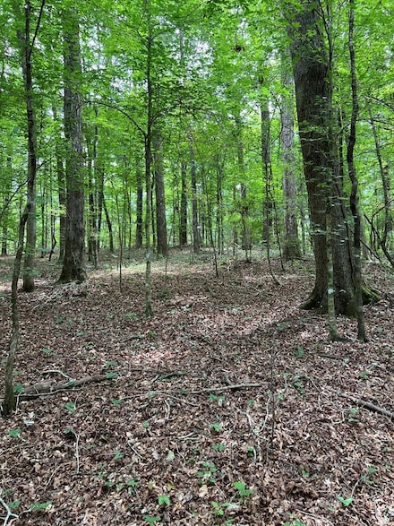 XXX Catbird Ln, Magnolia, MS 39652