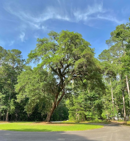 Lot 8 Buttonbush Dr, Ravenel, SC 29470
