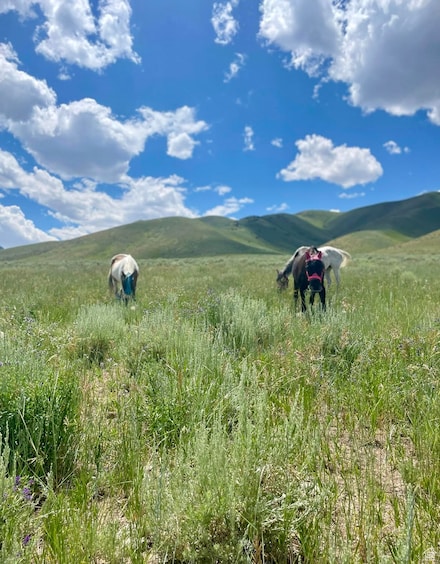 25 Stansbury Agricultural Propert Unit 25, Grantsville, UT 84029