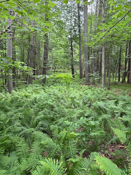 TBD Pool Lake Rd NE, Port Hope Township, MN 56601
