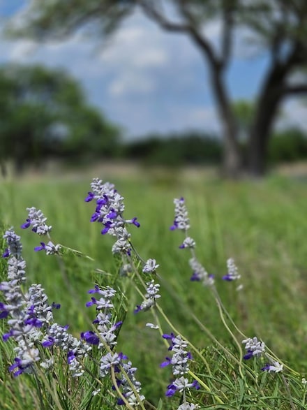 Lot 21 Badger Ridge Rd Unit 21, Fredericksburg, TX 78624