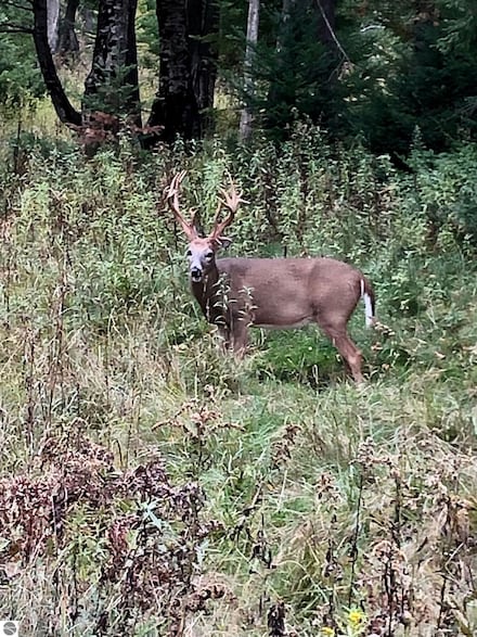 8401 S Sullivan Rd, Cedar, MI 49621