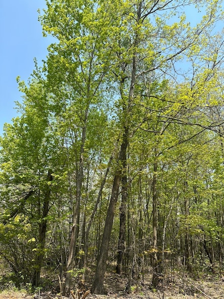 ON Burrows Lake Rd Unit Lot 12, Tomahawk, WI 54487