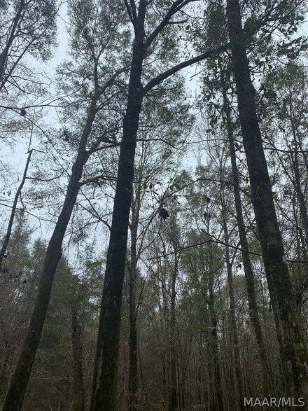 0 County Road 4 Rd Unit 486571, Evergreen, AL 36401