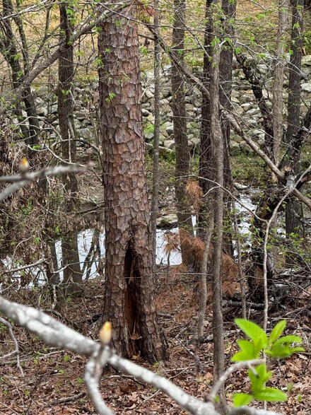 Lot 31 Forest View Cir, Hot Springs, AR 71913