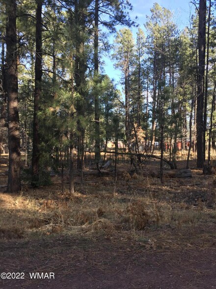 10 County Road 2065, Alpine, AZ 85920