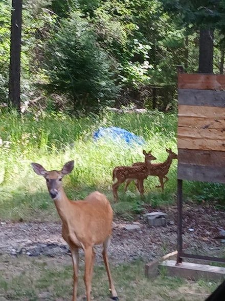 237 S 8th Ave, Ione, WA 99139