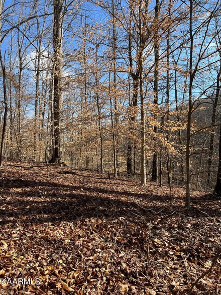 0 Hidden Oaks Rd Lots 434 & 435 Unit 1217353, Rockwood, TN 37854