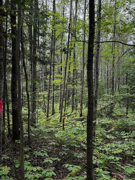 Pinelake Pine Lake Rd Unit 2, Minocqua, WI 54548