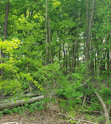 0 Summer Crest Dr Unit Lot 8 224014735, Berlin Township, OH 43021