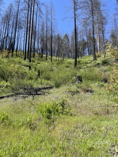 3351 Fs Road 34n07y, Hobo Gulch, CA 96048