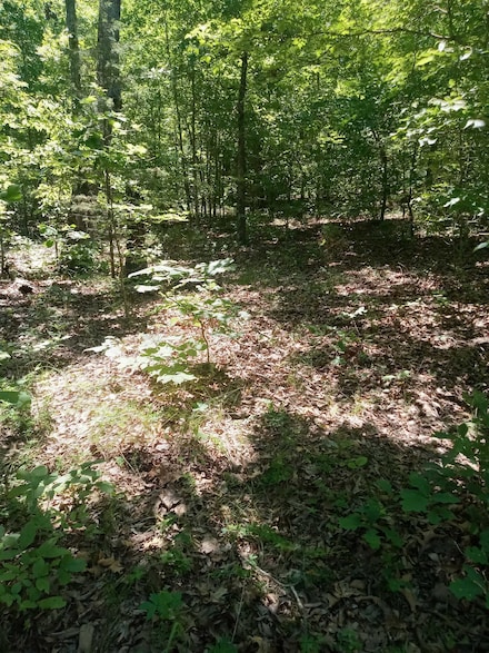 314 Country Springs Rd, Glencoe, AR 72539