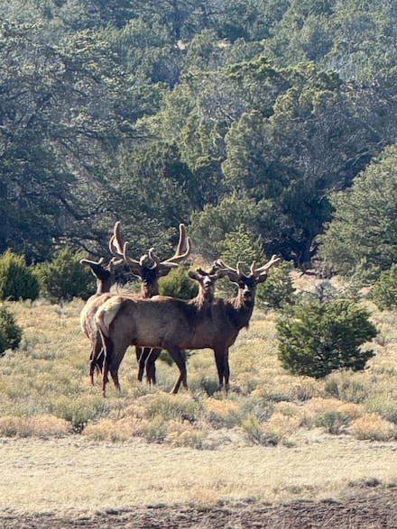 Mujeras Grande Rd, Fence Lake, NM 87315