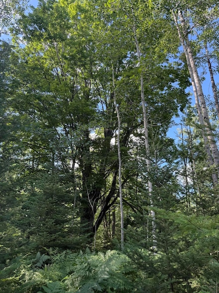 50 acres Herron Rd, Alpena, MI 49707