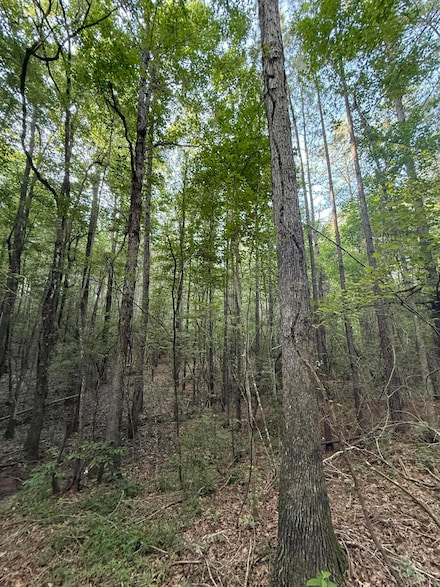 40 +/- Acres Hwy 35, Mount Olive, MS 39119