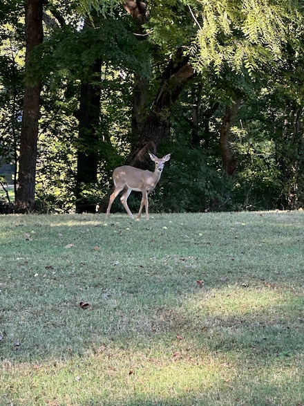 11301 Highway 231, Utica, KY 42376