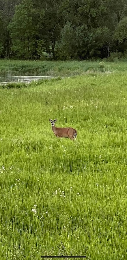 XXXX 280th St E, Webster, MN 55088