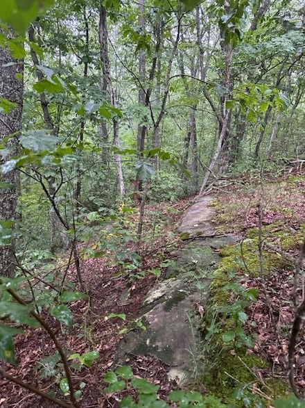 Lot 33 Wilson Ridge Rd, Wilder, TN 38589