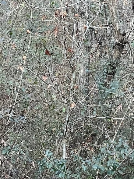 0 Hidden Ridge Loop Unit RTC2622927, Dunlap, TN 37327