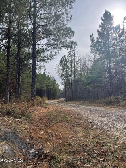 372 Bobcat Hollow, Deer Lodge, TN 37726
