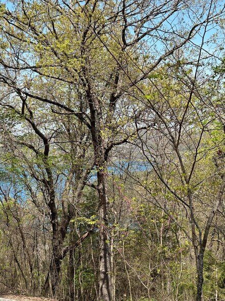 Lot 75 Country Ln, Pine A Township, MO 65611