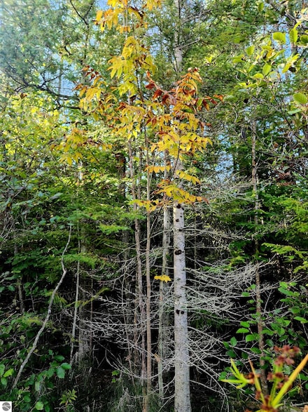 0 State Rd Unit 1938548, Kalkaska, MI 49646