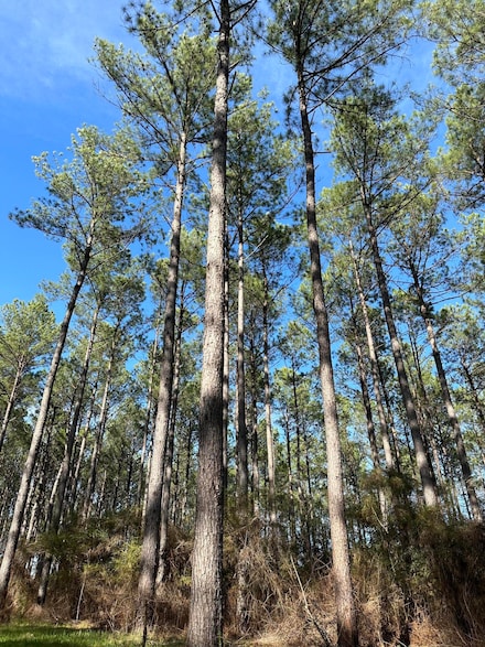0 Hwy 13 Percy Bates Unit 136864, Oak Vale, MS 39656