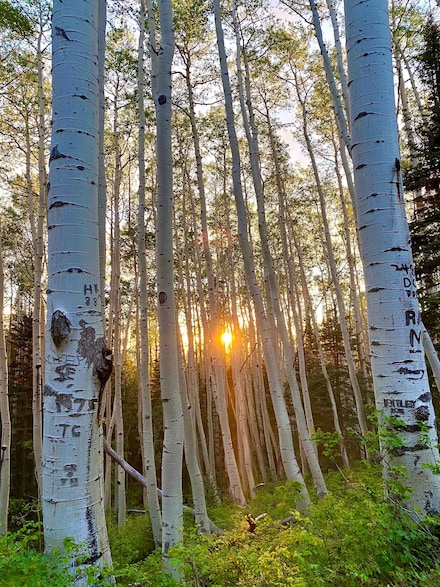 49404 Fs 567, Mancos, CO 81328