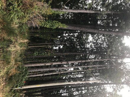 TL 8400 NE Washington St, Yachats, OR 97498