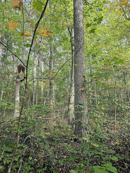 1650 Burnt Cabin Rd, Princeton, WV 24739