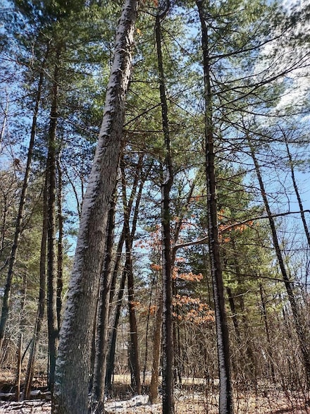 Lot 18 N4XX 297th St, Eau Galle, WI 54737