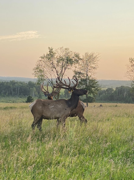 30423 Grosbeak Rd, Long Prairie, MN 56347
