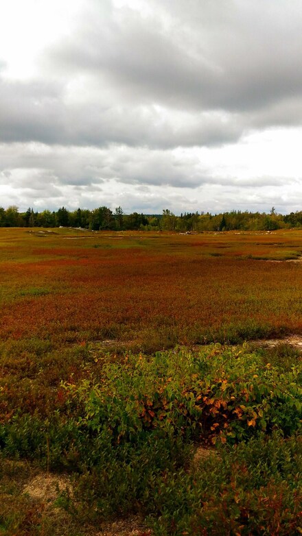 67-39 Weir Cove (Lot 67-39) Rd, Brooksville, ME 04642