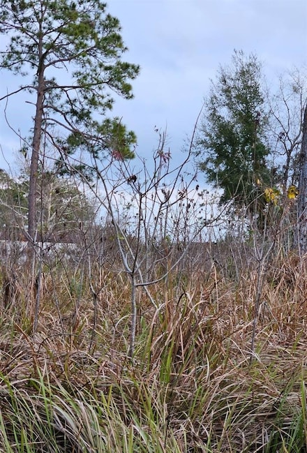 TBD SE 104th Terrace, Belleview, FL 34420
