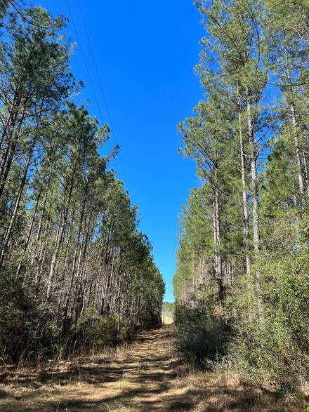 0 County Road 330, Elba, AL 36323