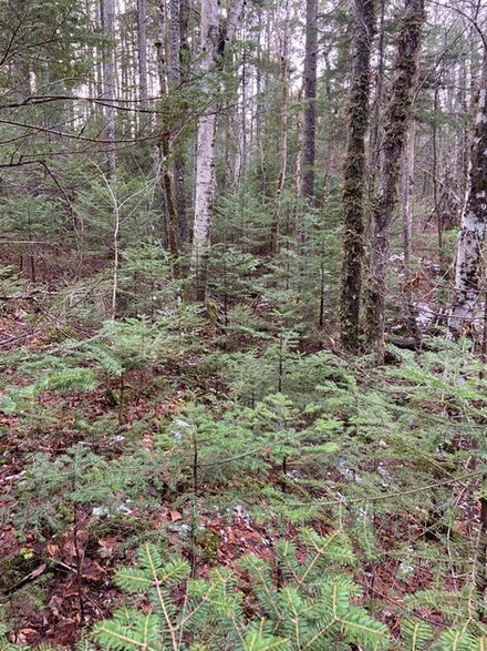 29 Schooner Point Dr N, Steuben, ME 04680