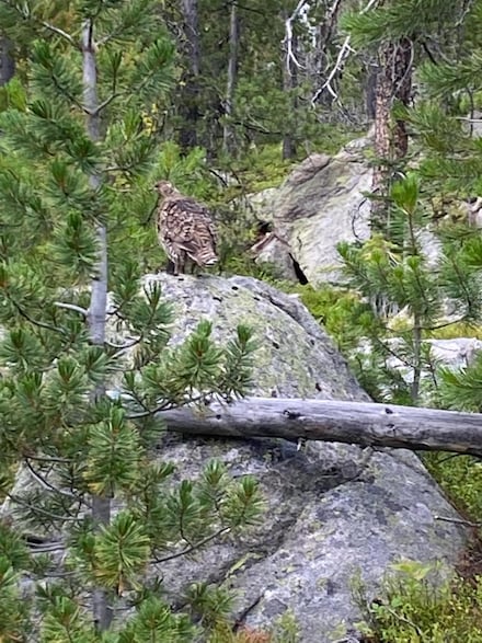 NHN Michael Davitt Granite Access Rd, Philipsburg, MT 59858