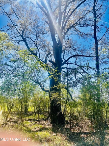 00 Little Rock Rd, Crystal Springs, MS 39059