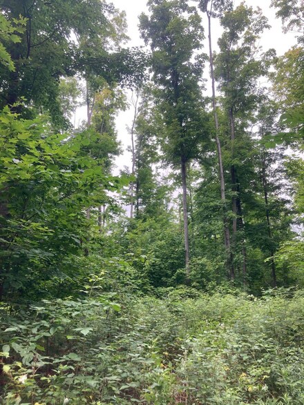 0 Fire Tower Rd Unit 201820582, Mancelona, MI 49659