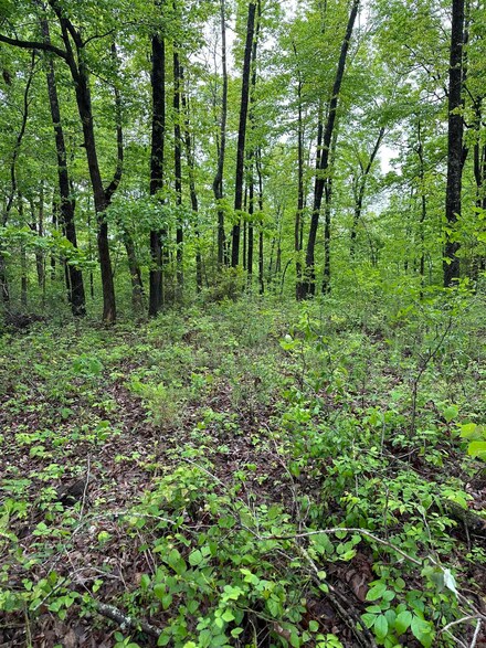 40-acres Herpel Rd, Mountain View, AR 72560